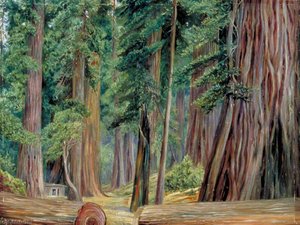 Unter Den Redwood-bäumen In Goerneville, Kalifornien — Marianne North, Viktorianischer Romantizismus