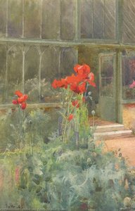 Foxgloves Poppies