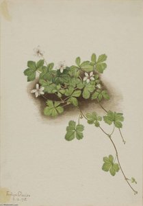 Red Dewberry (rubus Pedatus) — Mary Vaux Walcott