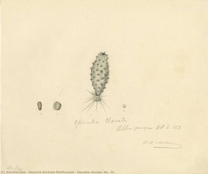 Opuntia clavata, No. 24