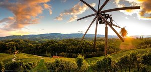 Špičnik Vineyard — Rok Breznik