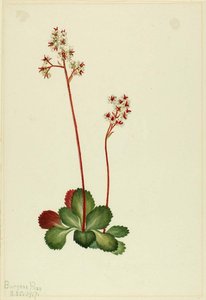 Evergreen Saxifrage (leptarrhena Pyrolifolia) — Mary Vaux Walcott