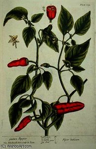 Guinea pepper