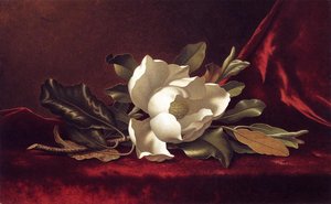 The Magnolia Blossom — Martin Johnson Heade