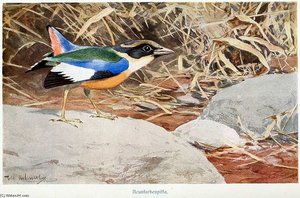 Pitta Brachyura — Friedrich Wilhelm Kuhnert