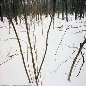 Winter Bluebirds — Paula Mccartney