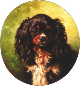 Tri colored toy spaniel