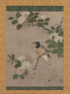 Magpie on Viburnum Branch