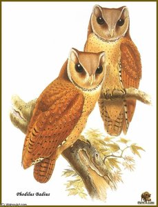 Phodile Calong — John Gould