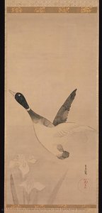 Duck Flying Over Irises