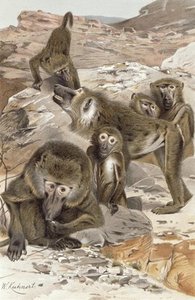 Baboon — Friedrich Wilhelm Kuhnert