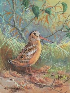 American Woodcock — Allan Cyril Brooks, Realism