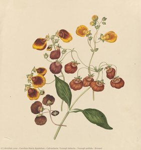 Calceolaria: Youngii delecta - Youngii pallida - Browni