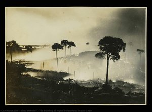 Tree Burning at Night, Fordlandia, Brazil, 1929