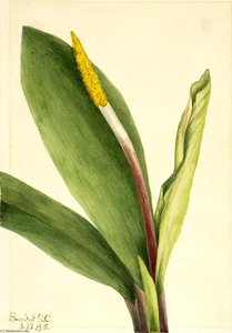 Goldenclub (orontium Aquaticum) — Meri Moris Voks Volkot