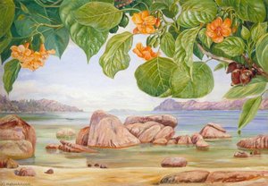 Foliage, Flowers And Fruit Of A Common Tree Of The Sea Shore, Praslin — Marianne North, Naturalism