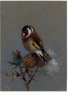 Goldfinch On Thistle — Archibald Thorburn