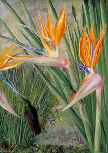 Strelitzia And Sugar Birds, South Africa — Marijana Nort, Victorian Naturalism
