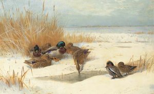 Mallard And Teal In The Snow — Archibald Thorburn