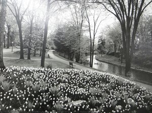 Rock garden, white tulips, ferns, Rideau Canal