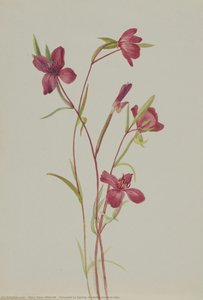 Adiós a la primavera (Godetia amoena lilja)