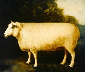 Improved Leicester Ewe