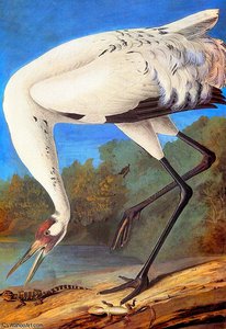 Whooping Crane Late — Джон Јејмс Одобон, Natural History Painting