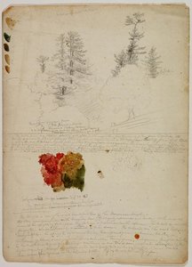 Beautiful Groups Of Pines