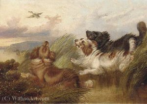 Spaniel Putting A Mallard Up — Paul Jones