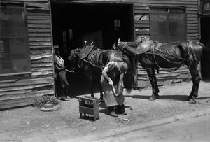 Mule Getting Shod — Marion Post Wolcott