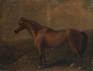 Connemara Gelding — William Shiels