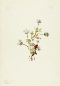 Anemone (anemone Drummondii) — Mary Vaux Walcott