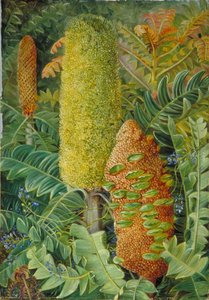 West Australian Shrubs — Marianne North