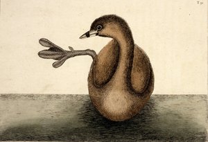 The Pied-billed Dobchick, Natural History of Carolina, Florida and the Bahama Islands