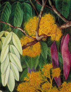 Laub, Blüten Und Früchte Eines Malaiischen Baumes — Marianne North, Viktorianischer Naturalismus