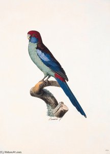 Platycercus Elegans — Jacques Barraband