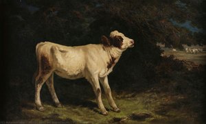 The Calf — Tomás José Da Anunciação