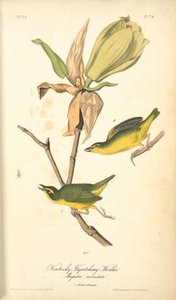 Kentucky Flycatching-warbler, 1. Male, 2. Female. Magnolia Auriculata. — John James Audubon