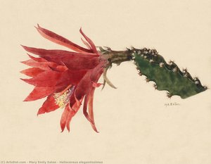 Heliocereus Elegantissimus — Mary Emily Eaton, Botanical Illustration