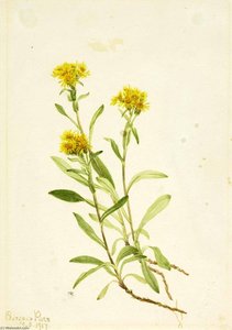 Sidesaddle Goldenrod — Mary Vaux Walcott