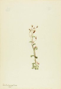 Untitled Plant Study — Mary Vaux Walcott