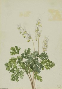 Dutchman's Breetches (bikukulla Cucullaria) — Mary Morris Vaux Walcott