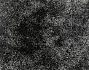 Trees, Aix En Provence — Harry Callahan