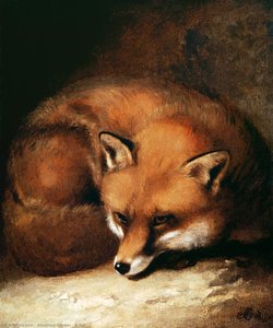 A fox