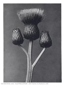 Art Forms in Nature 100