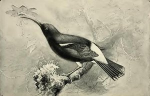 Drepanis Pacifica — Charles Edward Dixon