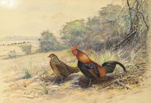 Cock And Hen In A Landscape — George Edward Lodge