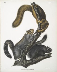 Sciurus Cinereus, Cat Squirrel. Natural Size — John James Audubon