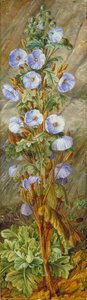 Rosa Azul Crecida En El Monte Tonglo, Sikkim Himalaya — Marianne North, Victorian Botanical Painting