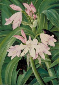 Crinum Moorei And Honeysuckers, Bashi River, South Africa — Marianne North